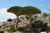 IMG_4973 Albero Sangue di Drago, Dixsam, Socotra